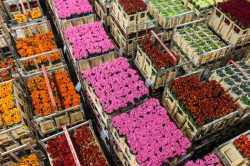 Crated Flowers